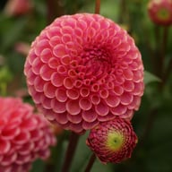 Caitlin's Joy Dahlia Knöl