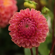 Caitlin's Joy Dahlia Knöl
