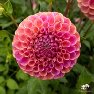 Caitlin's Joy Dahlia Knöl