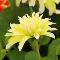Calgary Flames Dahlia Tuber