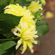 Calgary Flames Dahlia Tuber