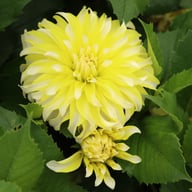 Calgary Flames Dahlia Tuber
