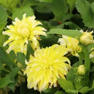 Calgary Flames Dahlia Tuber