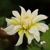 Calgary Flames Dahlia Tuber