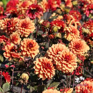 Calvados Idylle Dahlia Tuber