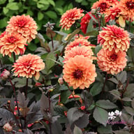 Calvados Idylle Dahlia Tuber