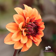 Calvados Idylle Dahlia Tuber