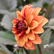 Calvados Idylle Dahlia Tuber
