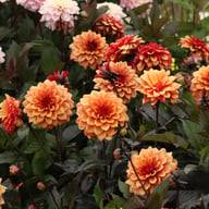 Calvados Idylle Dahlia Knöl