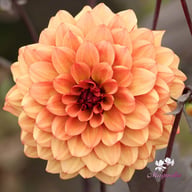 Calvados Idylle Dahlia Tuber