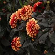 Calvados Idylle Dahlia Knöl