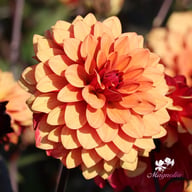 Calvados Idylle Dahlia Tuber