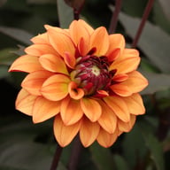 Calvados Idylle Dahlia Tuber