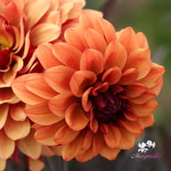 Calvados Idylle Dahlia Tuber
