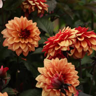Calvados Idylle Dahlia Knöl