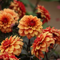 Calvados Idylle Dahlia Knöl