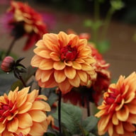 Calvados Idylle Dahlia Knöl