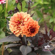 Calvados Idylle Dahlia Tuber