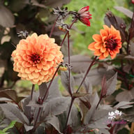 Calvados Idylle Dahlia Tuber
