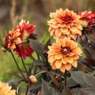 Calvados Idylle Dahlia Tuber