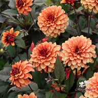 Calvados Idylle Dahlia Tuber