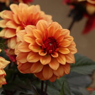 Calvados Idylle Dahlia Knöl
