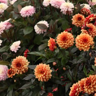 Calvados Idylle Dahlia Knöl