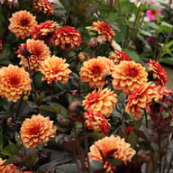 Calvados Idylle Dahlia Knöl