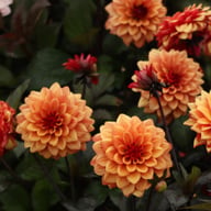 Calvados Idylle Dahlia Knöl
