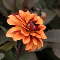 Calvados Idylle Dahlia Tuber
