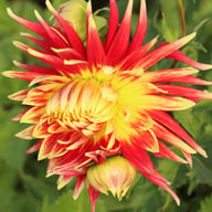 Cambridge Dahlia Tuber