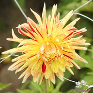 Cambridge Dahlia Tuber