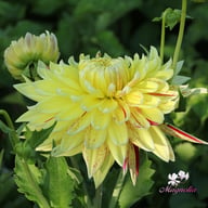 Cambridge Dahlia Tuber