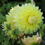 Cambridge Dahlia Tuber