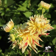 Cambridge Dahlia Tuber