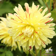 Cambridge Dahlia Tuber