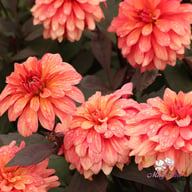 Camelot Dahlia Tuber