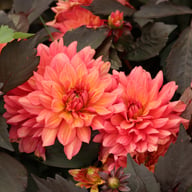 Camelot Dahlia Knöl