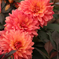 Camelot Dahlia Knöl