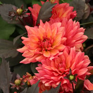 Camelot Dahlia Knöl