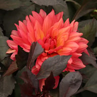 Camelot Dahlia Knöl