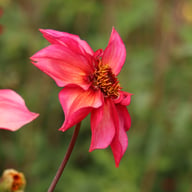 Campari Soda Dahlia Knöl