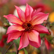 Campari Soda Dahlia Knöl