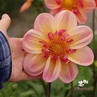 Campus (stickling) Dahlia Stickling