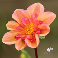 Campus (stickling) Dahlia Stickling