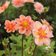 Campus (stickling) Dahlia Stickling