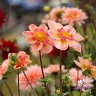 Campus (stickling) Dahlia Stickling