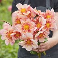 Campus (stickling) Dahlia Stickling