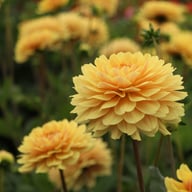 Canary Idylle Dahlia Tuber