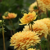 Canary Idylle Dahlia Tuber